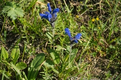 Dracocephalum grandiflorum