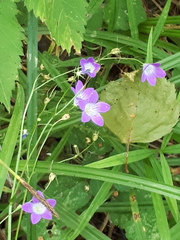 Campanula patula