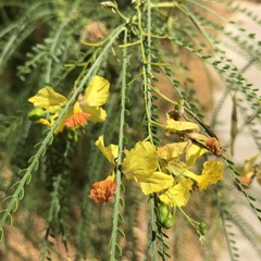 Parkinsonia aculeata