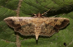 Ategumia