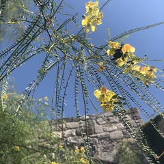 Parkinsonia aculeata