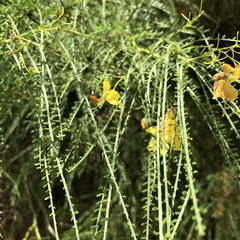 Parkinsonia aculeata