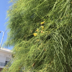 Parkinsonia aculeata