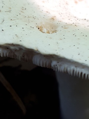 Lactifluus piperatus