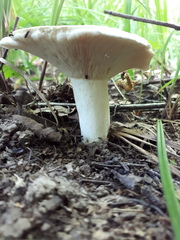 Lactifluus piperatus