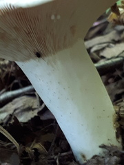 Lactifluus piperatus