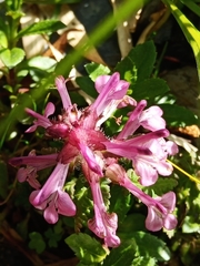 Pedicularis refracta transmorrisonensis
