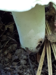 Lactifluus piperatus