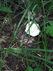 Lactifluus piperatus