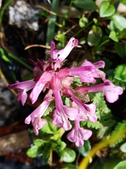 Pedicularis refracta transmorrisonensis