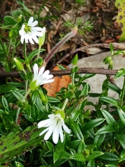 Cerastium morrisonense
