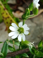 Cerastium morrisonense