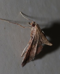 Endotricha olivacealis