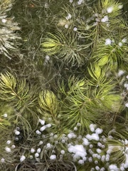 Ceratophyllum submersum