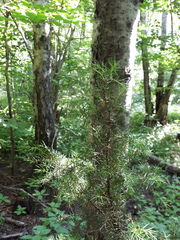 Juniperus communis