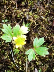 Ranunculus taisanensis
