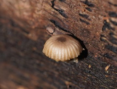 Mycena carmeliana