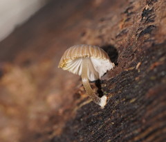 Mycena carmeliana