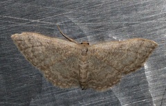 Idaea costiguttata
