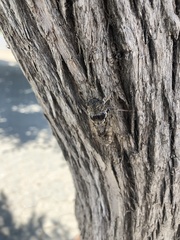 Cicada cretensis