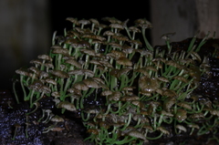 Mycena lucentipes