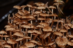 Mycena lucentipes
