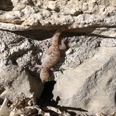 Hemidactylus turcicus