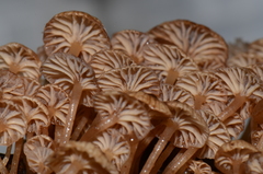 Mycena lucentipes
