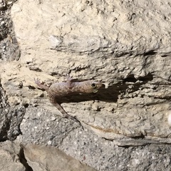 Hemidactylus turcicus