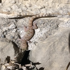 Hemidactylus turcicus