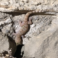 Hemidactylus turcicus