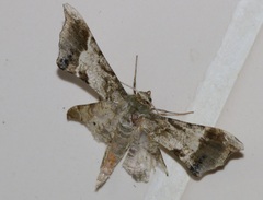 Krananda oliveomarginata