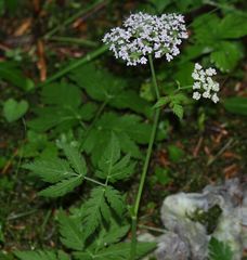 Chaerophyllum hirsutum