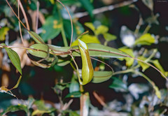 Nepenthes tentaculata