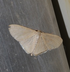 Lophophleps triangularis