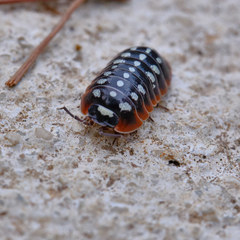 Armadillidium klugii