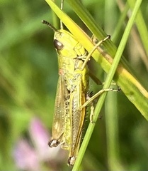 Pseudochorthippus parallelus