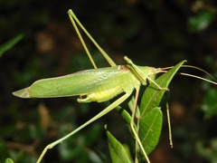 Acrometopa servillea