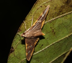 Prophantis adusta