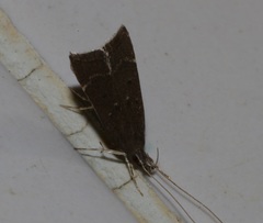 Torodora gemella