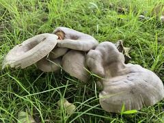 Lactarius circellatus
