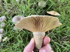 Lactarius circellatus