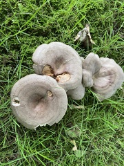 Lactarius circellatus