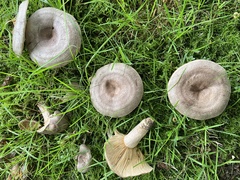 Lactarius circellatus