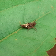 Tetrigidae