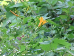 Hemerocallis hakuunensis