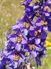 Delphinium elatum