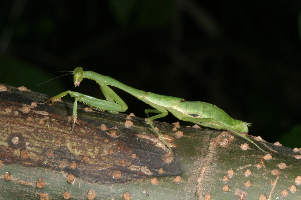Oromantis