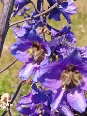 Delphinium elatum