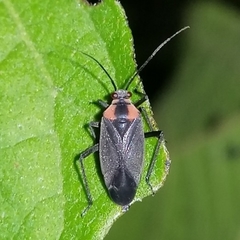 Prepops procorrentinus